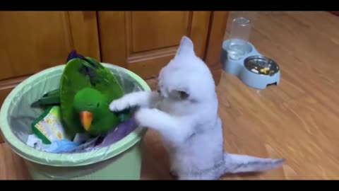 Funniest Animals Video - Best Cats and Dogs Videos