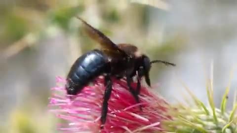 Honey Bee Insect Bee Flower Flying Bug Summer