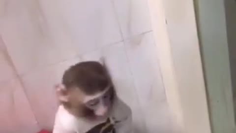 baby monkey is shock from the mirror