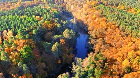 Enchanting Autumn Forests with Beautiful Piano Music