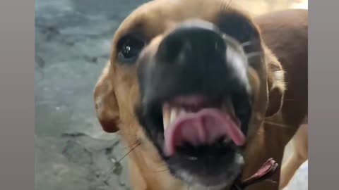 Hilarious Dog Fails: A Paw-some Comedy Compilation
