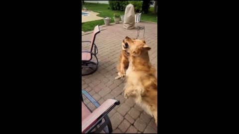 Funny Animal Videos 2023 😂 Funniest Dogs And Cats Videos 😺 Part 11Haypyy Pett