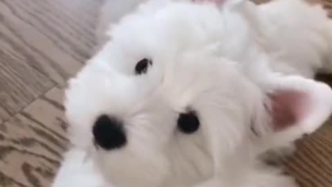 Cute little dog