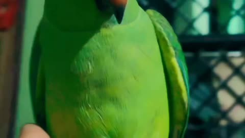 Mithu beta | Indian ringneck parrot