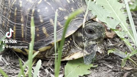 Box Turtle Meal