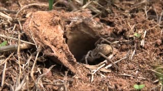 Wolf Spider Gets The Zoom In