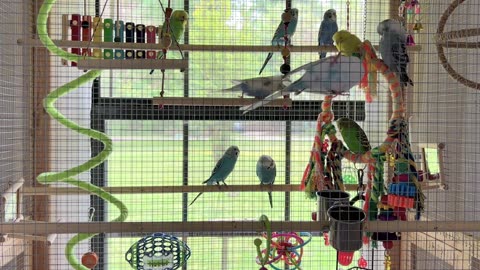 Parakeet Sounds