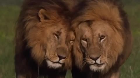 Two Brothers lion 🦁 love?