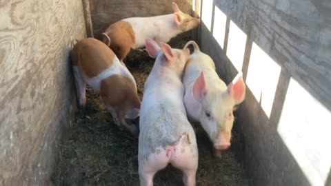 Moving Pigs to Pasture