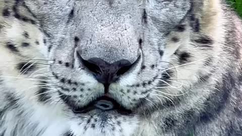 I mean look at this snow leopard...
