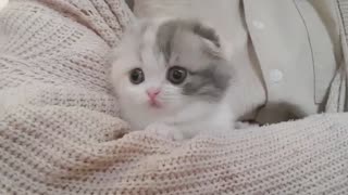 Cute Kitten Video