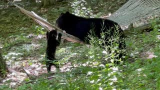 Bear and Cub Hanging Around the Hammock