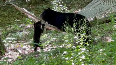 Bear and Cub Hanging Around the Hammock