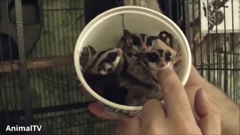 Sugar gliders flying- funny compilation