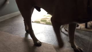 Gentle giant English Mastiff plays with tiny puppy