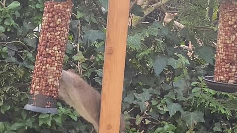 Bird Feeder Invader Mistaken for Squirrel