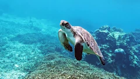 okinawan sea # miyako island turtles