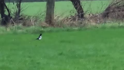 Magpie On A Field In Wales