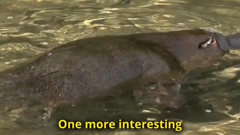 Platypus - Nature's Weirdest Creation