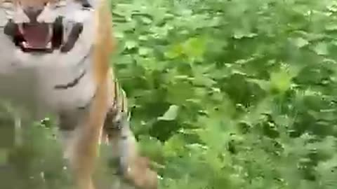 Tiger Attack