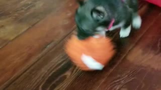 Husky puppy shakes toy so hard she falls over