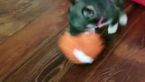 Husky puppy shakes toy so hard she falls over