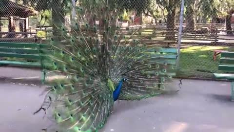 Peacock opening feathers - captured every moment of it