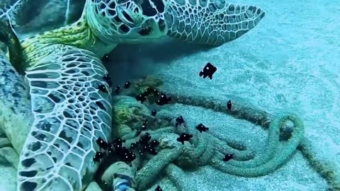Amazing Ocean Life View 😱