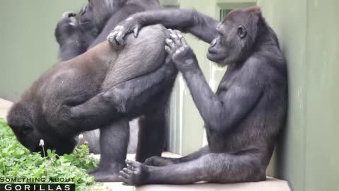 Male Gorilla Embarrassed For Mom To See His butt | The Shabani Family