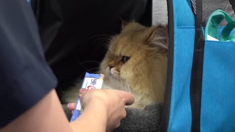 FEROCIOUS cat attacks his groomer