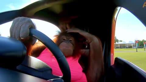 Animalia's Orangutan Rambo loves her electric car