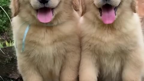 Fluffiest_Golden_retriever_Puppies! Dog