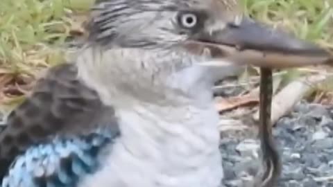 Kookaburra Bird Eats Python Snake