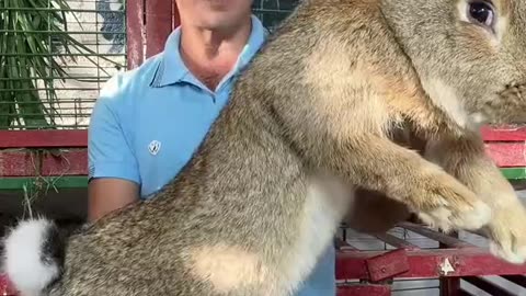 Who knew this that rabbits could be this large #rabbits #animals #creatures