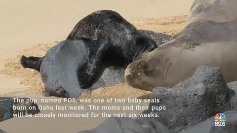 Adorable Hawaiian Monk Seal Birth Caught On Camera
