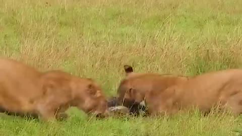 Lucky hyena escapes Lions Attack #Lions #animals #wildlife #shorts