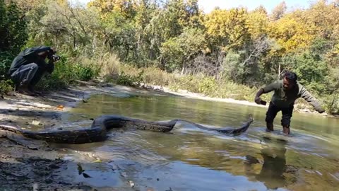 A 21ft giant python attacked cameraman