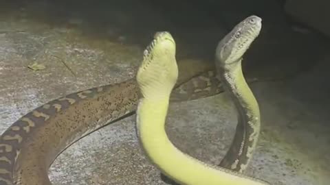 Two Carpet Pythons Tangle and Twist