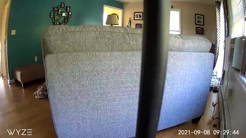 Rambunctious Dog Wreaks Havoc on Living Room Furniture