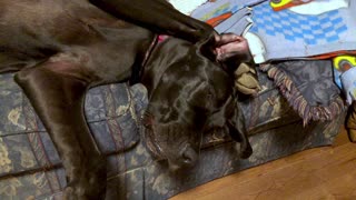 Puppy Tries In Vain To Fake Coma While Stretching On Couch