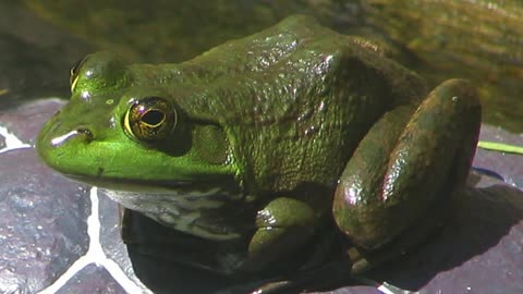 bullfrog description