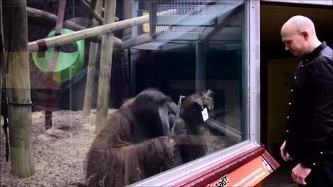 chimp reaction on magic