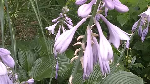 Plantain Lilies