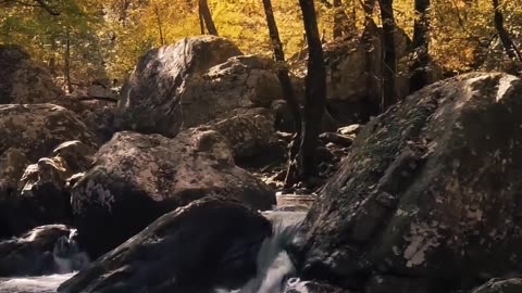 Meditation & Nature Music #shorts #viral #meditation #nature #music