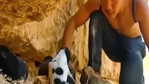 Guy helping puppy dogs from crocodile