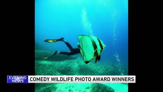 Comedy Wildlife Photo Award winners announced