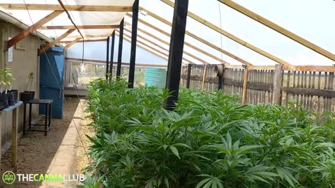 Life on DankiPa Ep.3 - Providing the optimal grow conditions for Cannabis