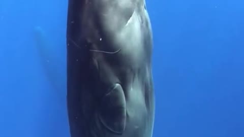 Sleeping sperm whale