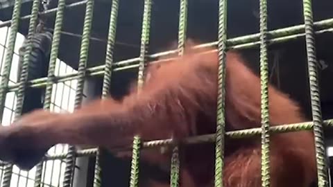 Orangutan grabs zoo visitor who jumped guardrail - USA TODAY #Shorts