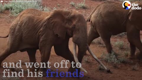 Elephant Injured By Spear Gets Up To Find His Family | The Dodo